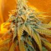 Rainbow Jones Autoflowering Feminized Marijuana Seeds | The Seed Fair