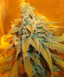 Rainbow Jones Autoflowering Feminized Marijuana Seeds | The Seed Fair