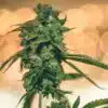 Ray Charles Autoflowering Feminized Marijuana Seeds | The Seed Fair