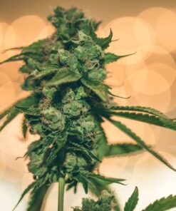 Ray Charles Autoflowering Feminized Marijuana Seeds | The Seed Fair
