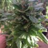 Reclining Buddha Autoflowering Feminized Marijuana Seeds | The Seed Fair