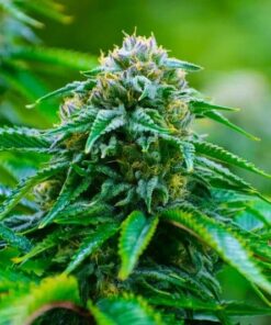 Recon AutoFlowering Marijuana Seeds | Recon Strain | The Seed Fair