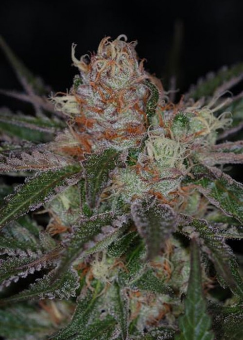 Ripped Bubba AutoFlowering Marijuana Seeds | The Seed Fair