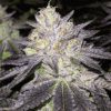 Romulan Autoflowering Feminized Marijuana Seeds | Romulan Strain | The Seed Fair