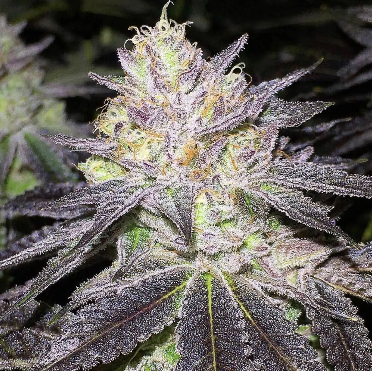 Romulan Autoflowering Feminized Marijuana Seeds | Romulan Strain | The Seed Fair | The Seed Fair Romulan Autoflowering Feminized Marijuana Seeds | Romulan Strain | The Seed Fair