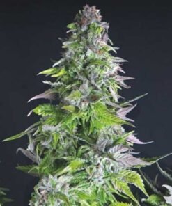Romulan Haze Autoflowering Feminized Marijuana Seeds | The Seed Fair