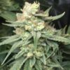 Royal Highness Feminized Marijuana Seeds | Royal Highness | The Seed Fair