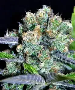 CBD SharkShock Feminized Marijuana Seeds | CBD SharkShock | The Seed Fair