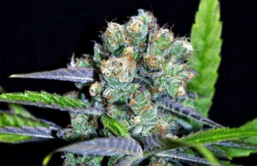 CBD SharkShock Feminized Marijuana Seeds | CBD SharkShock | The Seed Fair