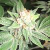 Sister Glue AutoFlowering Marijuana Seeds | Sister Glue Strain | The Seed Fair