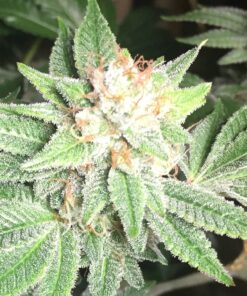 Sister Glue AutoFlowering Marijuana Seeds | Sister Glue Strain | The Seed Fair