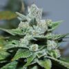 Smelliot Autoflowering Feminized Marijuana Seeds | Smelliot Strain | The Seed Fair