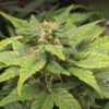 CBD Solomatic Autoflowering Feminized Marijuana Seeds | The Seed Fair