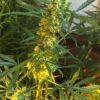 Somango Cheesecake Autoflowering Feminized Marijuana Seeds | The Seed Fair