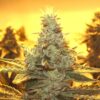 Sour Dubble Autoflowering Feminized Marijuana Seeds | The Seed Fair