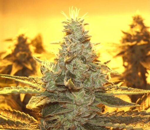 Sour Dubble Autoflowering Feminized Marijuana Seeds | The Seed Fair