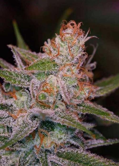 Space Dawg Autoflowering Marijuana Seeds | Space Dawg Strain | The Seed Fair