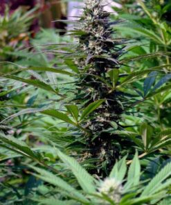 Special Kush #1 Autoflowering Feminized Marijuana Seeds | The Seed Fair