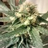 Strawberry Fields Autoflowering Feminized Marijuana Seeds | The Seed Fair