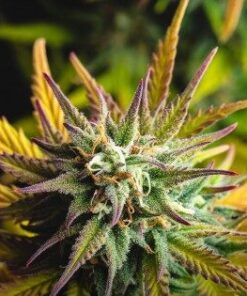 CBD Stress Killer Feminized Marijuana Seeds | CBD Stress Killer | The Seed Fair