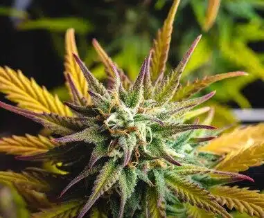 CBD Stress Killer Graines de Marijuana Féminisées | CBD Stress Killer | The Seed Fair
