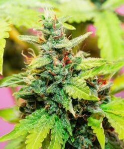 Sweet Baby Jane Autoflowering Feminized Marijuana Seeds | The Seed Fair
