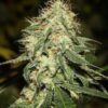 Tembo Kush Autoflowering Feminized Marijuana Seeds | The Seed Fair