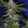 The Hog Autoflowering Marijuana Seeds | The Hog Strain | The Seed Fair