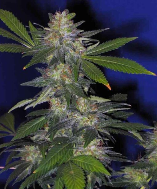 The Hog Autoflowering Marijuana Seeds | The Hog Strain | The Seed Fair