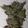 The OX Autoflowering Feminized Marijuana Seeds | The OX Strain | The Seed Fair