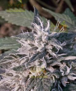 Tuna Kush AutoFlowering Marijuana Seeds | Tuna Kush Strain | The Seed Fair