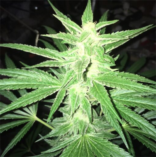 White Nightmare AutoFlowering Feminized Marijuana Seeds | The Seed Fair