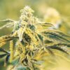 WSU Autoflowering Feminized Marijuana Seeds | WSU Strain | The Seed Fair