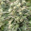 WTF Autoflowering Feminized Marijuana Seeds | WTF Strain | The Seed Fair
