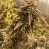 X-Files Autoflowering Feminized Marijuana Seeds | X-Files Strain | The Seed Fair