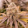 XXX 420 Autoflowering Feminized Marijuana Seeds | XXX 420 | The Seed Fair