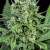 Zen CBD Feminized Marijuana Seeds | Zen CBD Strain | The Seed Fair