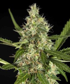 Yoda’s Brain Autoflowering Feminized Marijuana Seeds | The Seed Fair