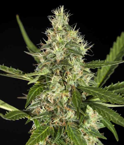 Yoda’s Brain Autoflowering Feminized Marijuana Seeds | The Seed Fair