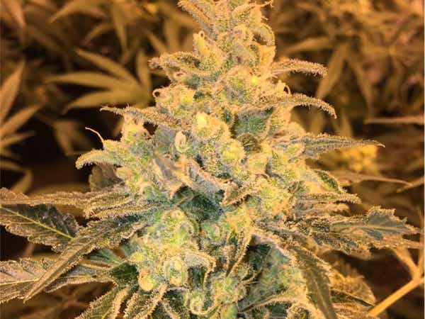 Honey Cream FAST Version Feminized Cannabis Seeds | The Seed Fair | The Seed Fair Honey Cream FAST Version Feminized Cannabis Seeds | The Seed Fair
