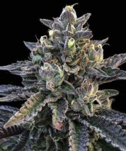 Gelato Sorbet Feminized Cannabis Seeds | Gelato Sorbet Strain | The Seed Fair