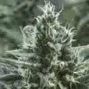 Gipsy Haze Feminized Cannabis Seeds | Gipsy Haze Strain | The Seed Fair | The Seed Fair Gipsy Haze Feminized Cannabis Seeds | Gipsy Haze Strain | The Seed Fair