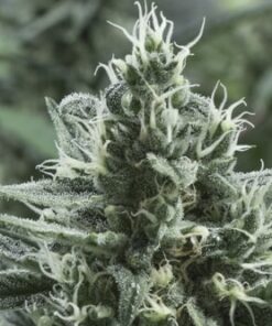 Gipsy Haze Feminized Cannabis Seeds | Gipsy Haze Strain | The Seed Fair