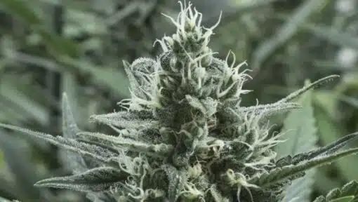 Gipsy Haze Feminized Cannabis Seeds | Gipsy Haze Strain | The Seed Fair