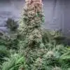 Glueberry OG Feminized Cannabis Seeds | Glueberry OG Strain | The Seed Fair