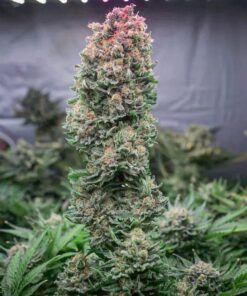 Glueberry OG Feminized Cannabis Seeds | Glueberry OG Strain | The Seed Fair