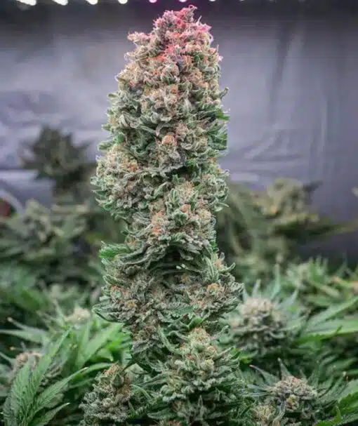 Glueberry OG Feminized Cannabis Seeds | Glueberry OG Strain | The Seed Fair