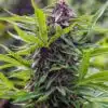 Gold Rush Feminized Cannabis Seeds | Gold Rush Strain | The Seed Fair