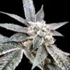 Golden Berry Feminized Cannabis Seeds | Golden Berry Strain | The Seed Fair