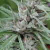 Golden Tiger Feminized Cannabis Seeds | Golden Tiger Strain | The Seed Fair